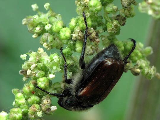 Gartenlaubkäfer, Phyllopertha horticola