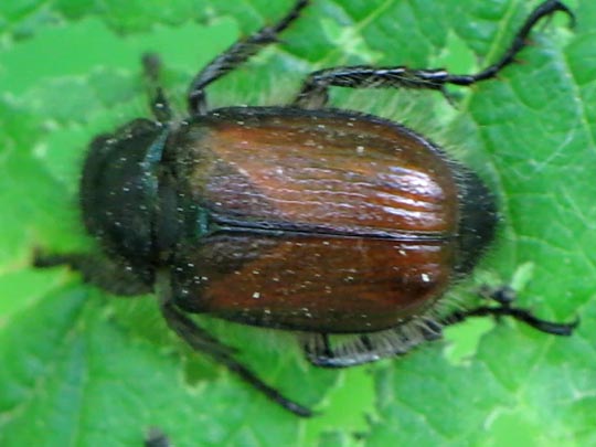 Gartenlaubkäfer, Phyllopertha horticola