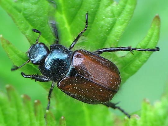 Gartenlaubkäfer, Phyllopertha horticola