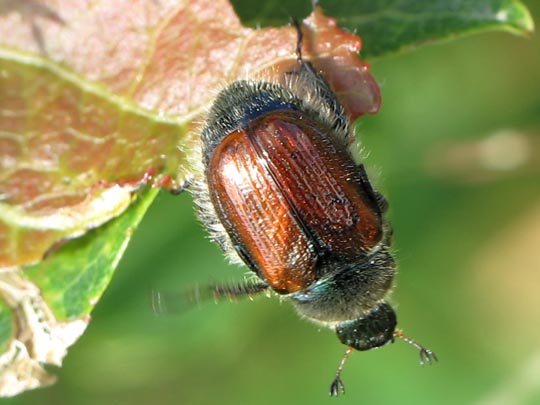 Gartenlaubkäfer, Phyllopertha horticola