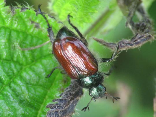 Gartenlaubkäfer, Phyllopertha horticola