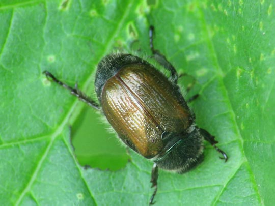 Gartenlaubkäfer, Phyllopertha horticola