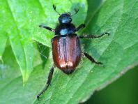Gartenlaubkäfer, Phyllopertha horticola