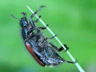 Gartenlaubkäfer, Phyllopertha horticola