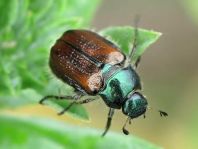 Gartenlaubkäfer, Phyllopertha horticola