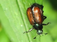 Gartenlaubkäfer, Phyllopertha horticola