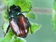 Gartenlaubkäfer, Phyllopertha horticola