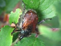 Gartenlaubkäfer, Phyllopertha horticola