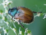 Gartenlaubkäfer, Phyllopertha horticola