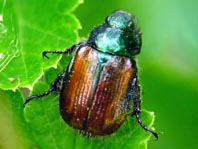 Gartenlaubkäfer, Phyllopertha horticola
