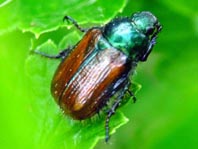 Gartenlaubkäfer, Phyllopertha horticola