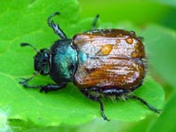 Gartenlaubkäfer, Phyllopertha horticola