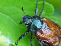 Gartenlaubkäfer, Phyllopertha horticola