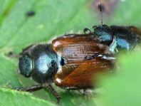 Gartenlaubkäfer, Phyllopertha horticola