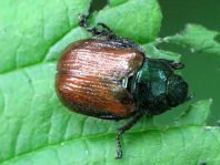 Gartenlaubkäfer, Phyllopertha horticola