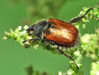 Gartenlaubkäfer, Phyllopertha horticola