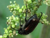Gartenlaubkäfer, Phyllopertha horticola