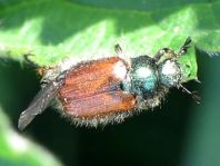 Gartenlaubkäfer, Phyllopertha horticola