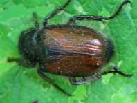 Gartenlaubkäfer, Phyllopertha horticola