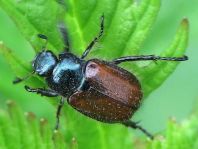Gartenlaubkäfer, Phyllopertha horticola