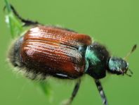 Gartenlaubkäfer, Phyllopertha horticola