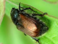 Gartenlaubkäfer, Phyllopertha horticola