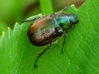 Gartenlaubkäfer, Phyllopertha horticola