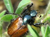 Gartenlaubkäfer, Phyllopertha horticola