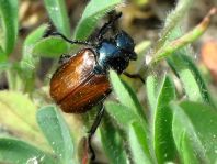 Gartenlaubkäfer, Phyllopertha horticola