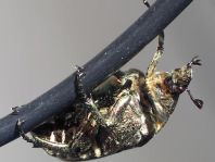 Marmorierter Rosenkäfer, Protaetia lugubris