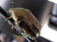 Marmorierter Rosenkäfer, Protaetia lugubris