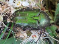 Protaetia metallica