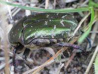 Protaetia metallica