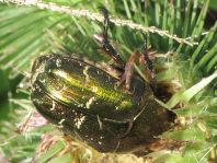Protaetia metallica
