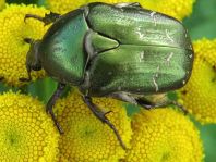 Protaetia metallica