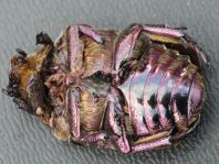 Protaetia metallica