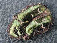 Protaetia metallica