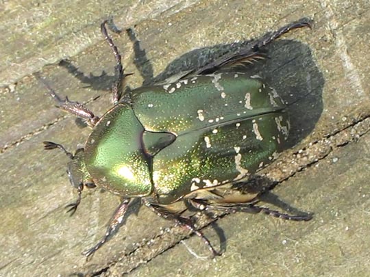 Protaetia metallica