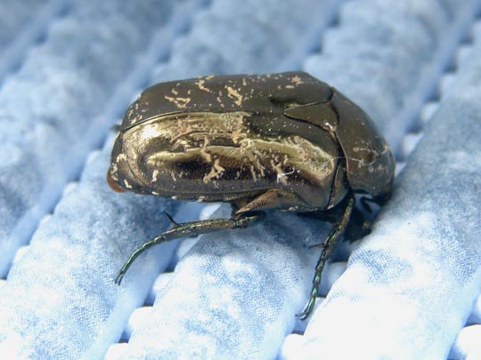 Marmorierter Rosenkäfer, Protaetia lugubris