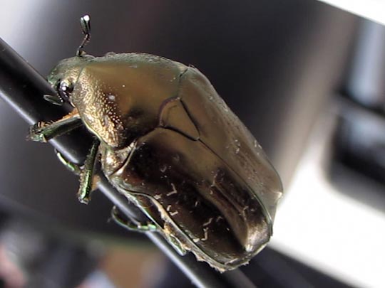 Marmorierter Rosenkäfer, Protaetia lugubris