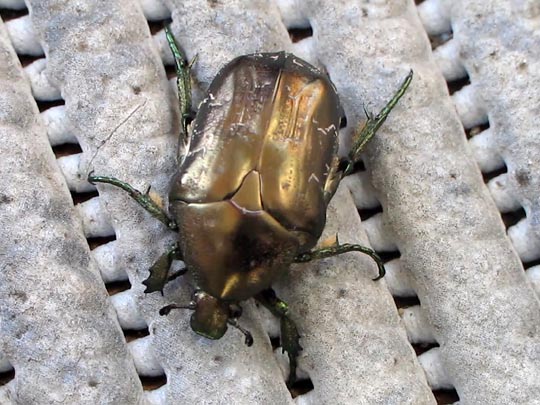 Marmorierter Rosenkäfer, Protaetia lugubris