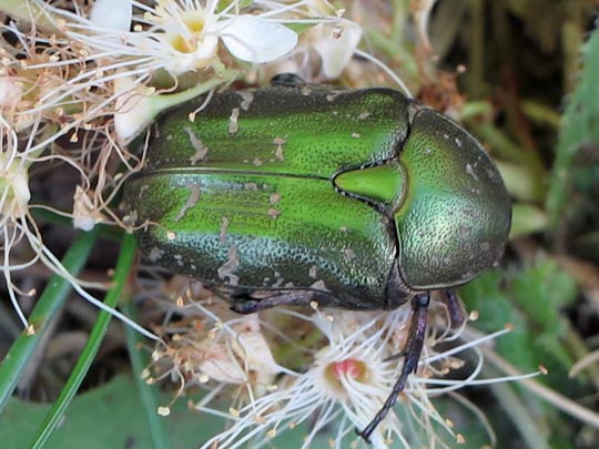 Protaetia metallica