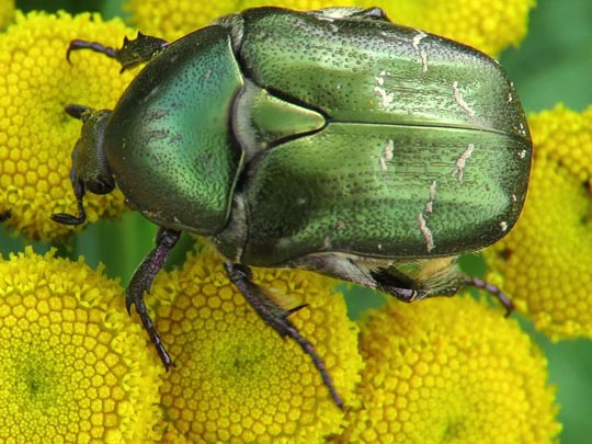 Protaetia metallica