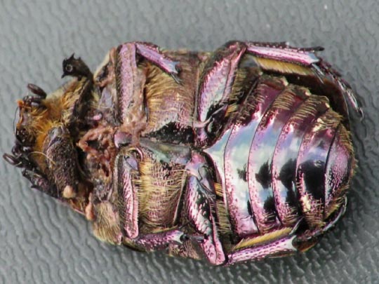 Protaetia metallica