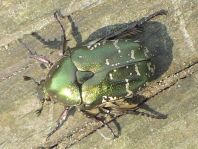 Protaetia metallica