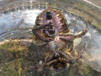 Protaetia metallica