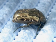 Marmorierter Rosenkäfer, Protaetia lugubris