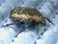 Marmorierter Rosenkäfer, Protaetia lugubris