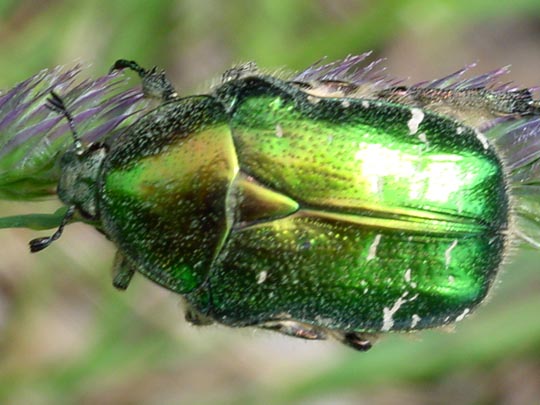 Rosenkäfer