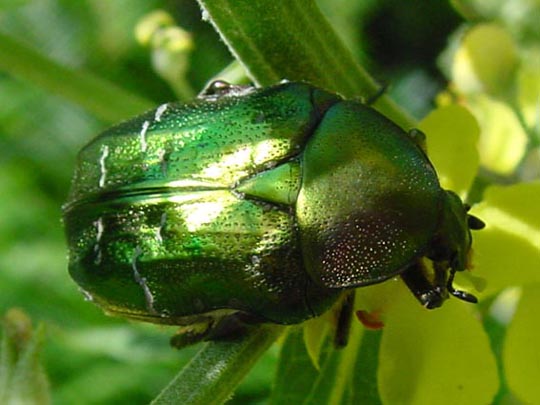 Rosenkäfer